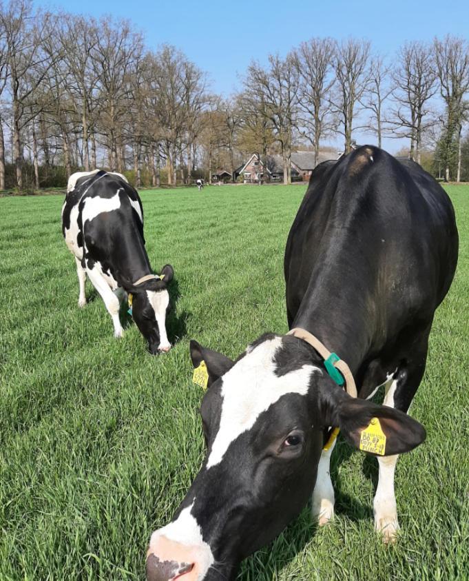 Hoeve De Laan Woudenberg Bagian luar foto